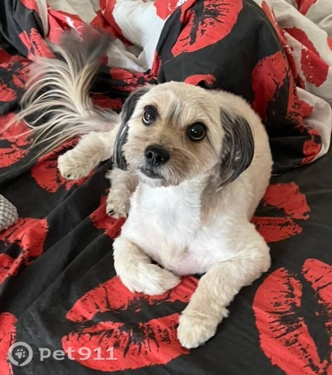 Пропала собака в Владимире — фото объявления