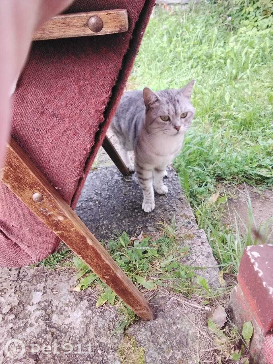 Найдена кошка в Владимире — фото объявления