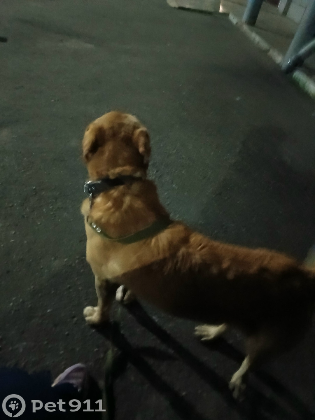 Найдена собака в Владимире — фото объявления