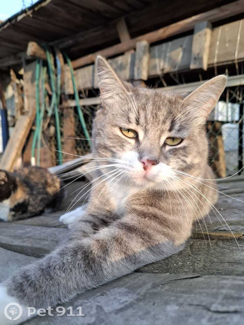 Пропала кошка в Владимире — фото объявления