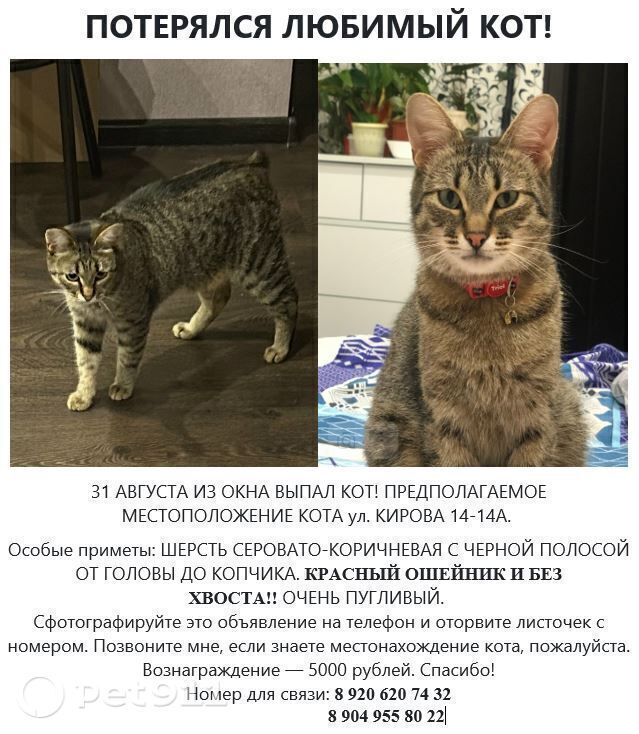 Пропала кошка в Владимире — фото объявления