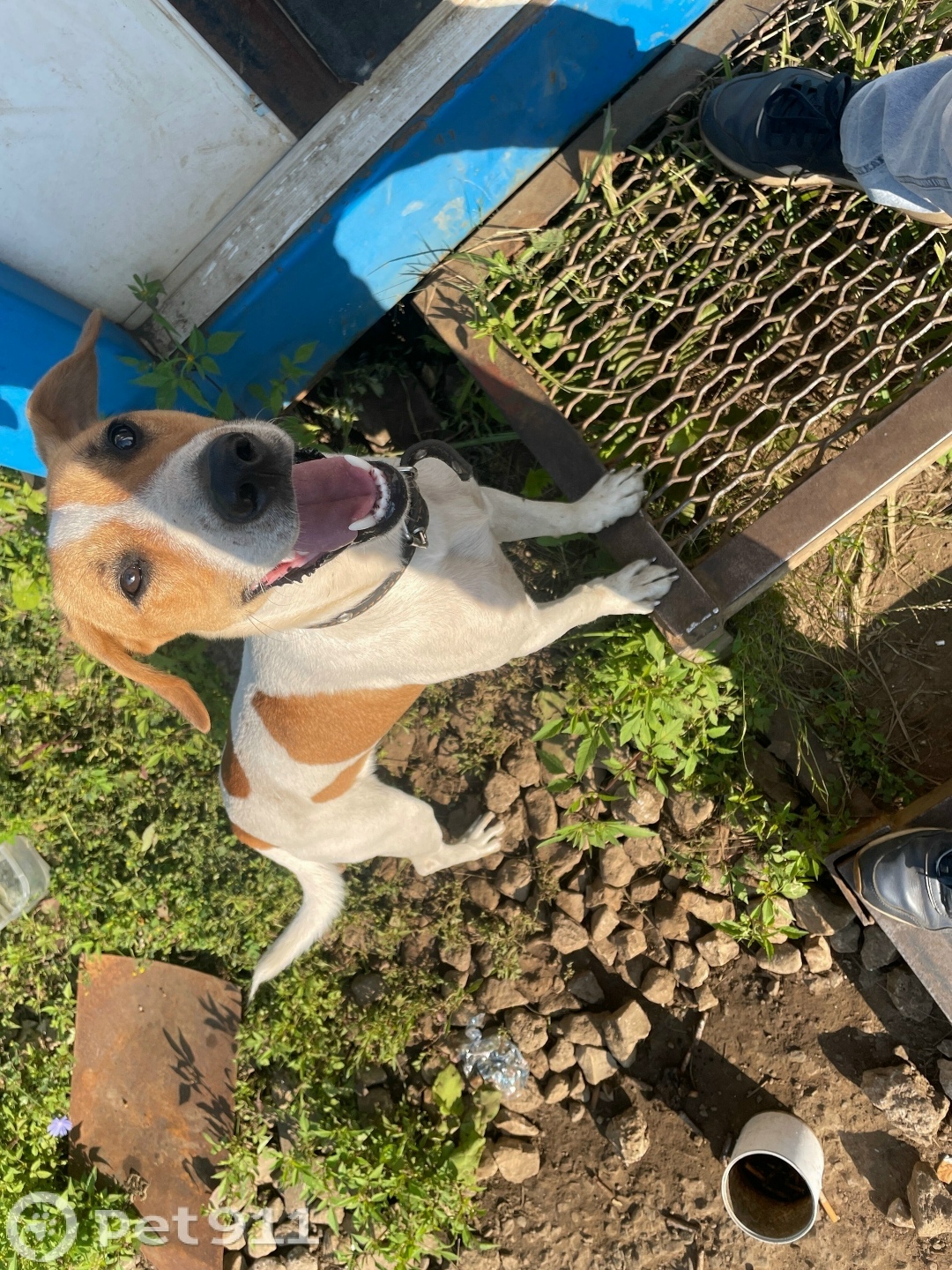 Найдена собака в Владимире — фото объявления