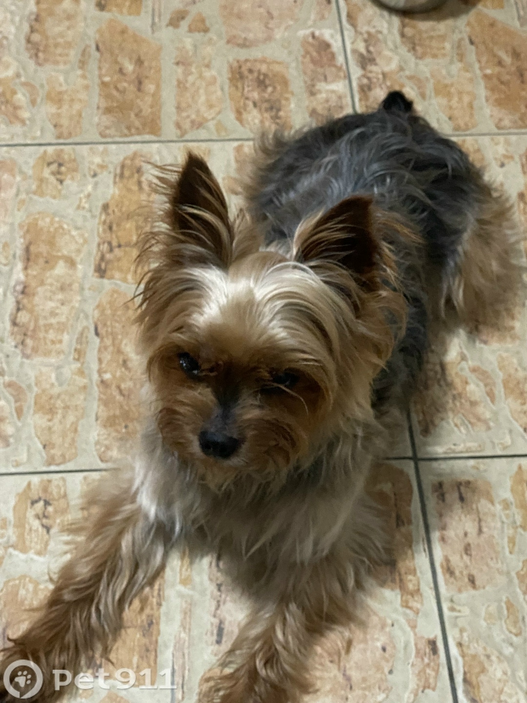 Найдена собака в Владимире — фото объявления