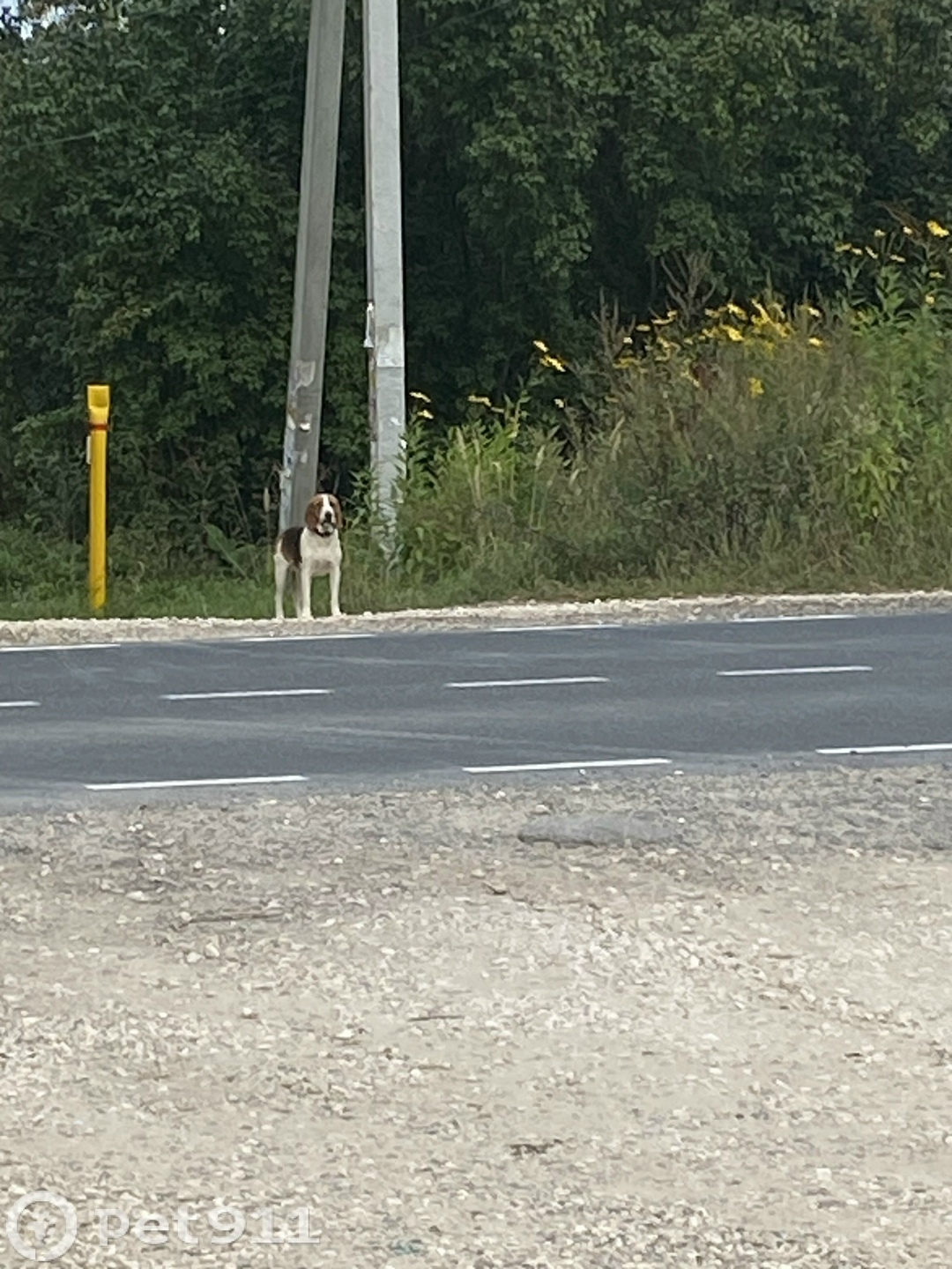 Найдена собака в Владимире — фото объявления