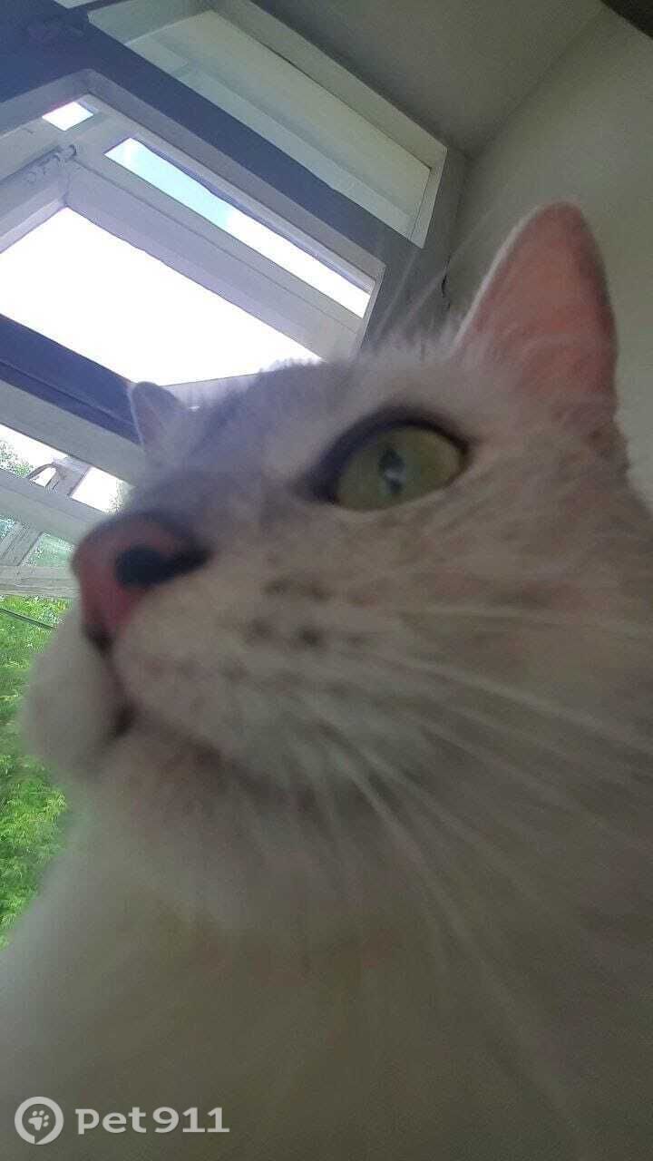 Пропала кошка в Владимире — фото объявления