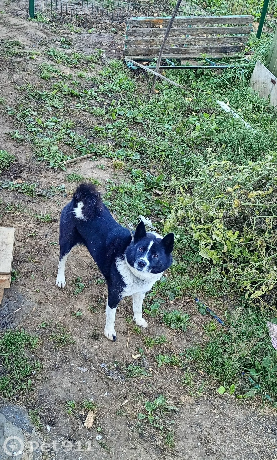 Найдена собака в Владимире — фото объявления