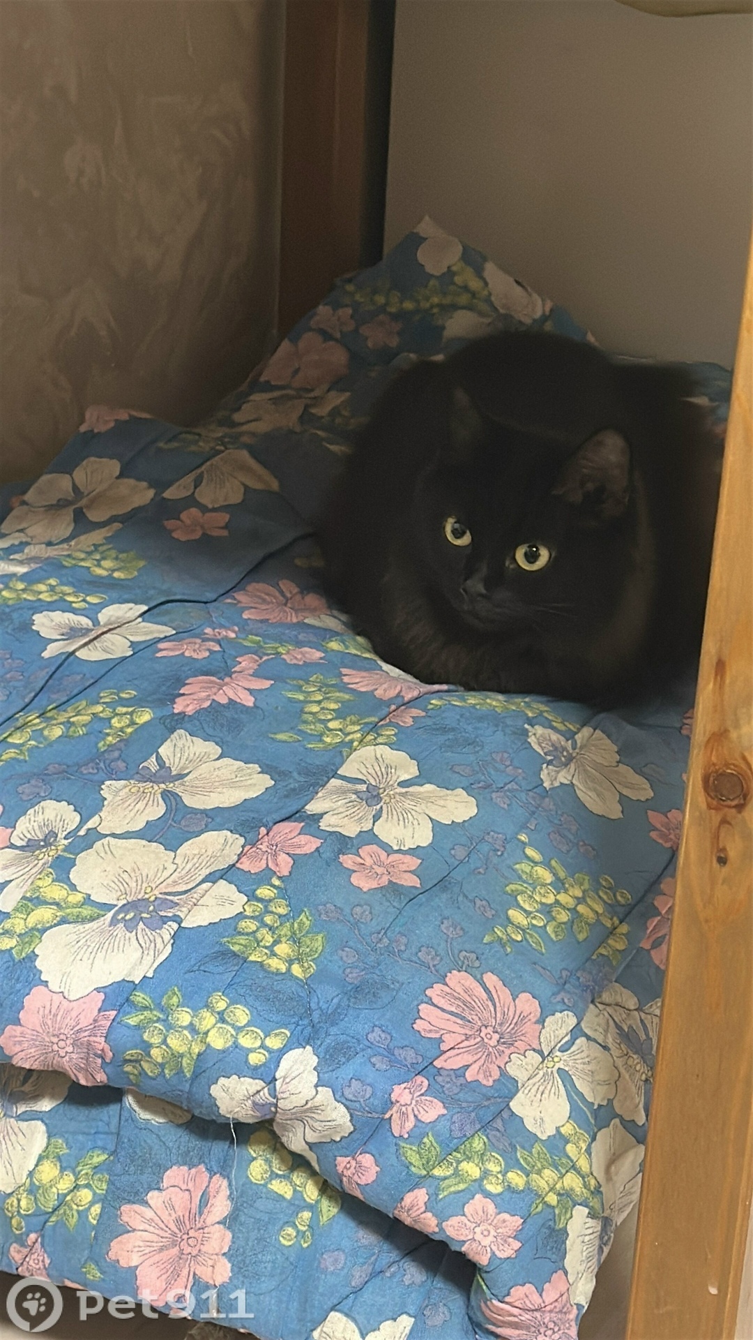 Пропала кошка в Владимире — фото объявления