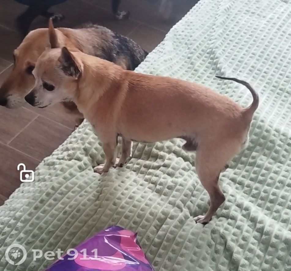 Пропала собака в Владимире — фото объявления