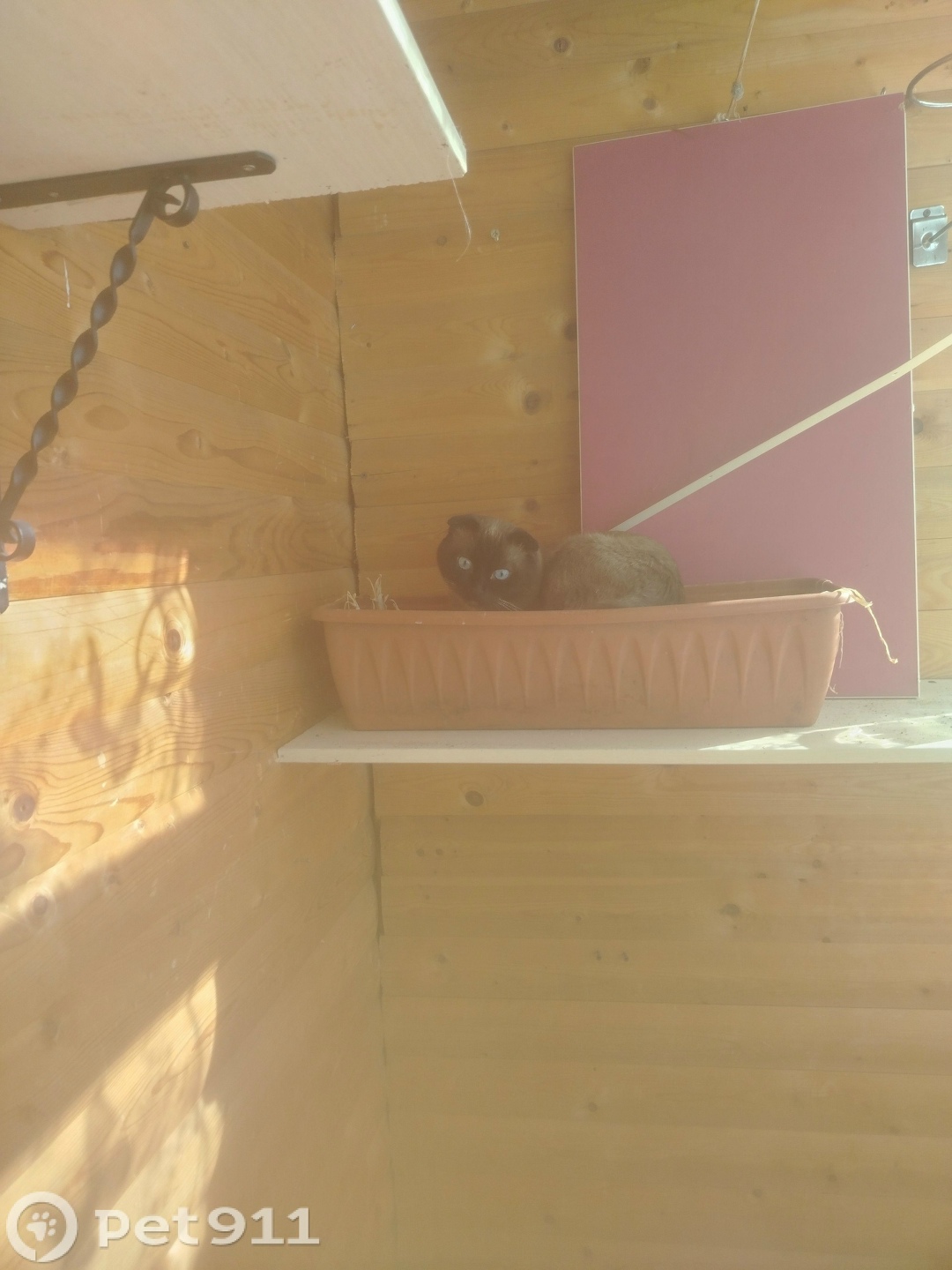 Пропала кошка в Владимире — фото объявления