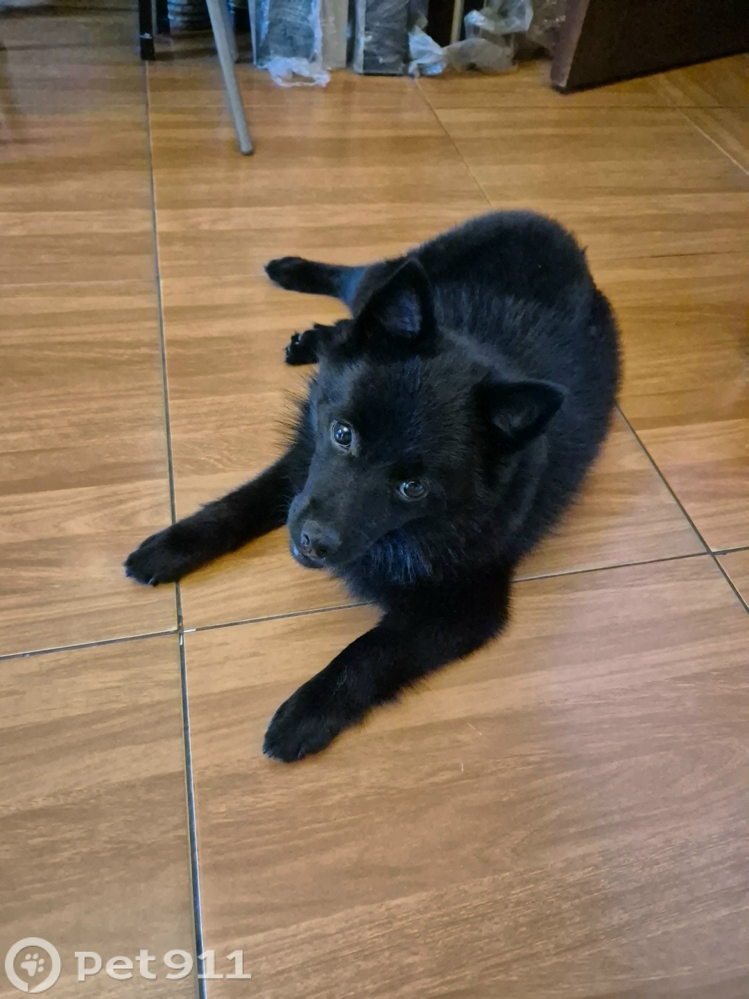 Пропала собака в Владимире — фото объявления