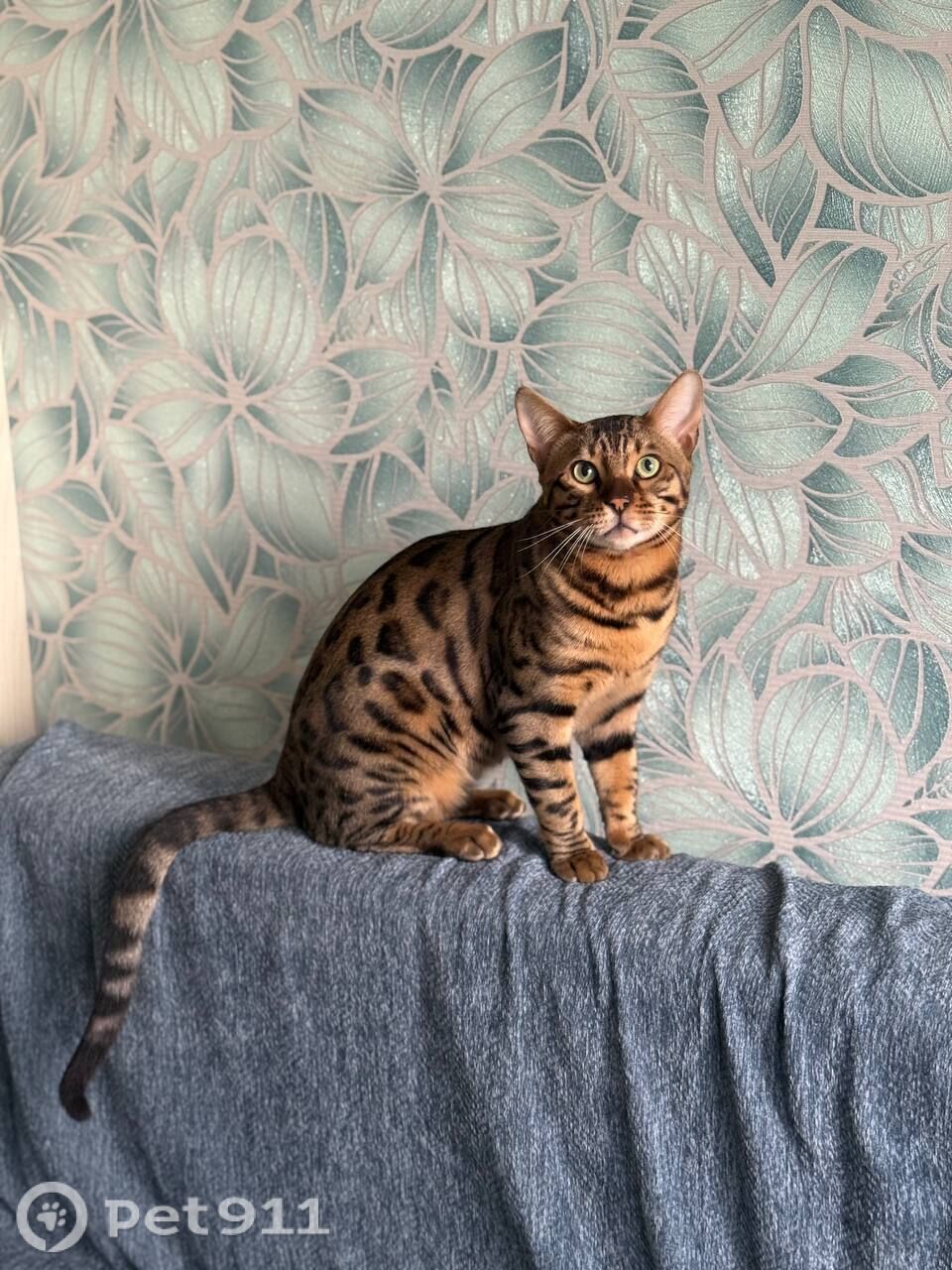 Пропала кошка в Владимире — фото объявления