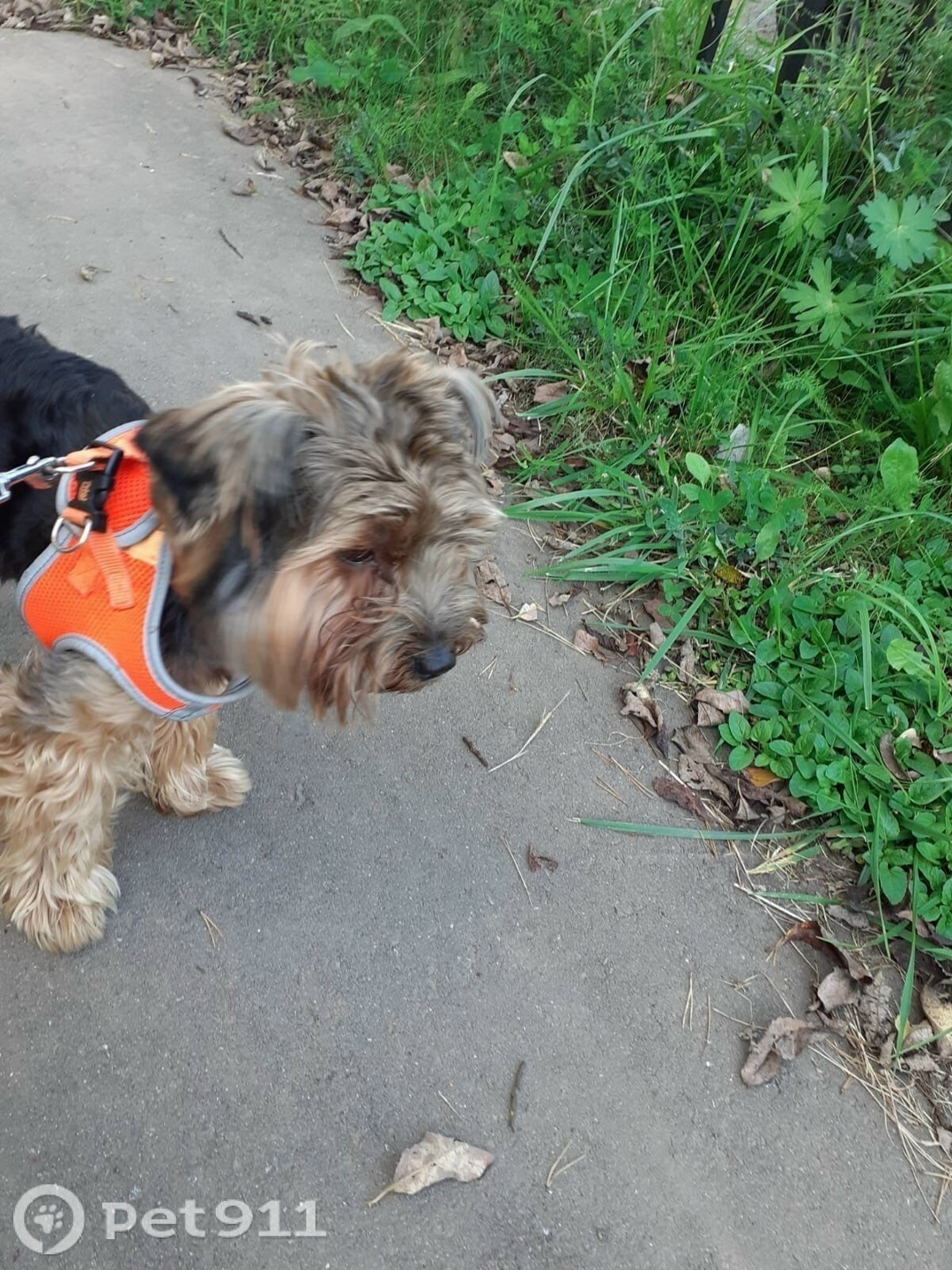 Пропала собака в Владимире — фото объявления