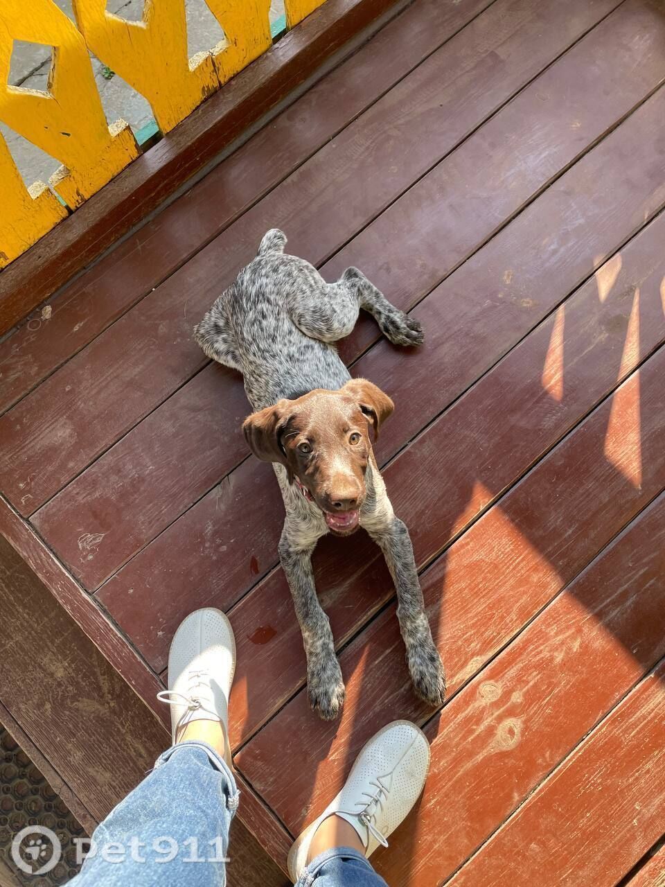 Найдена собака в Владимире — фото объявления