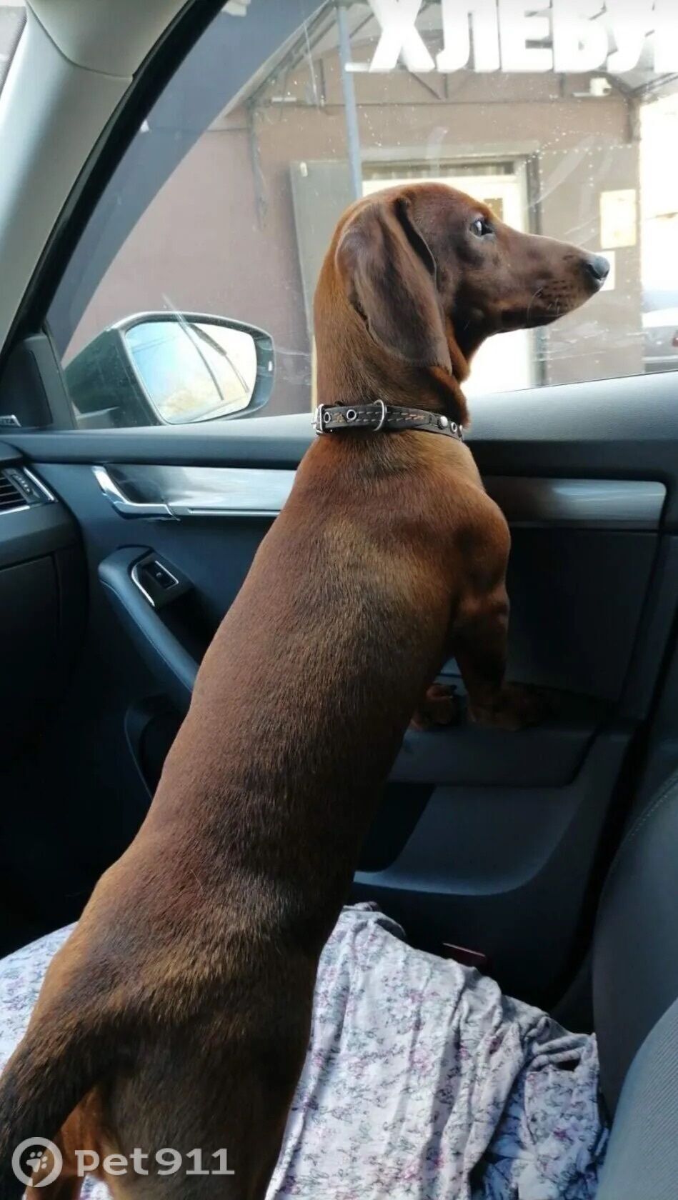 Пропала собака в Владимире — фото объявления