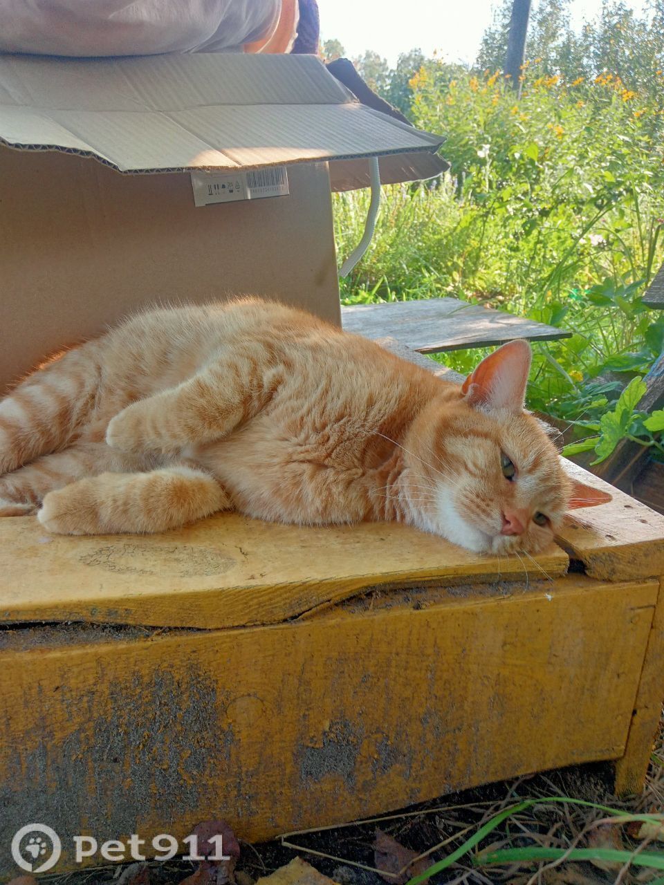 Пропала кошка в Владимире — фото объявления