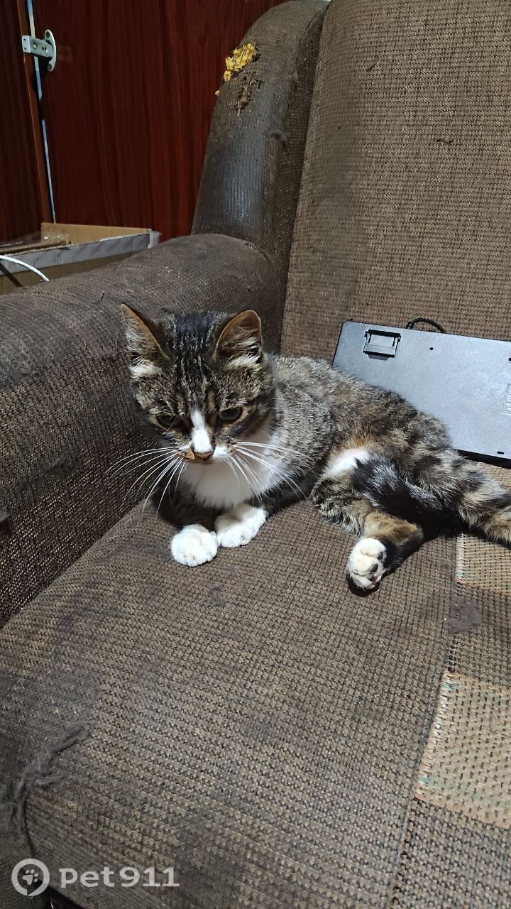 Найдена кошка в Владимире — фото объявления