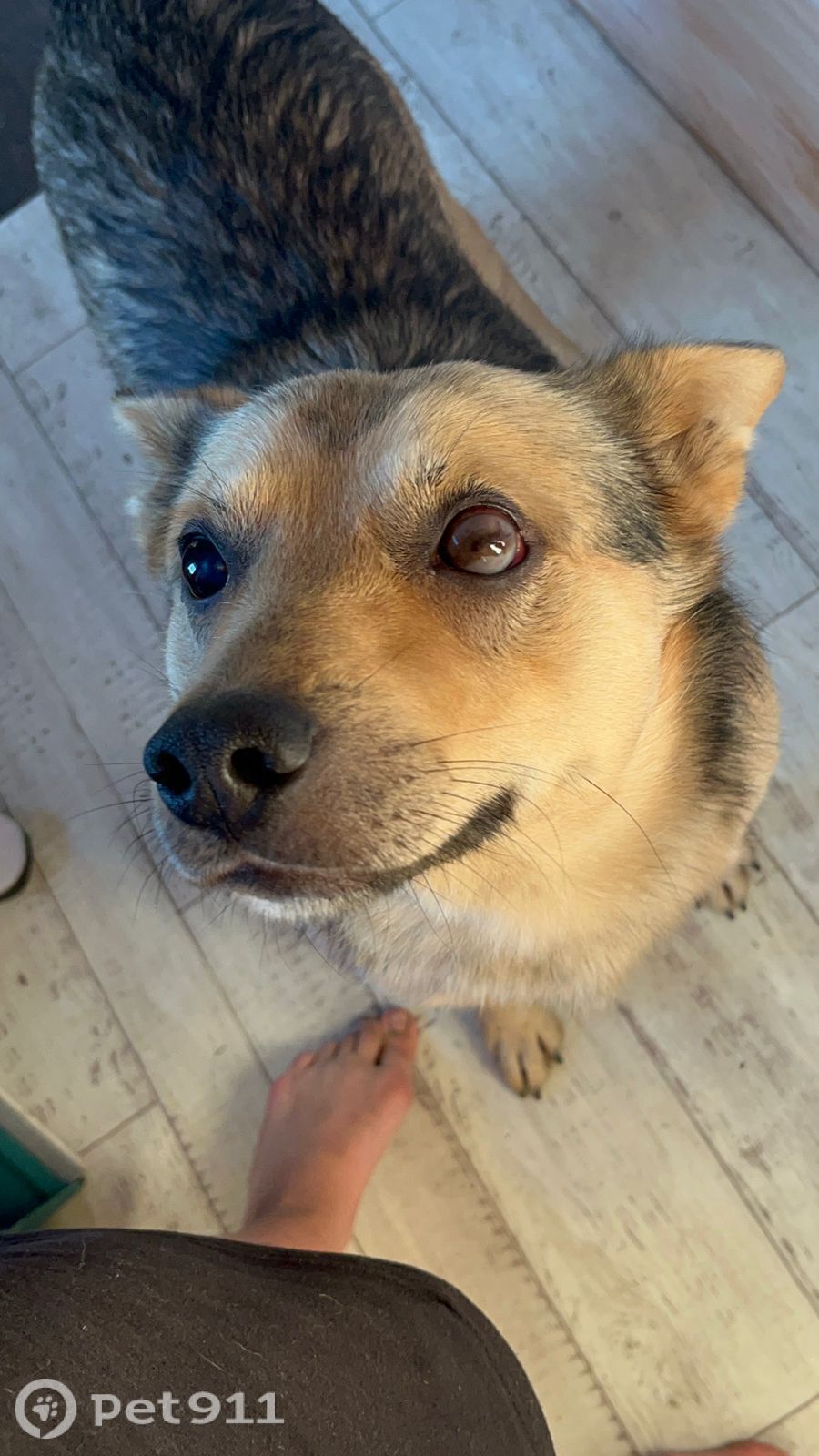 Пропала собака в Владимире — фото объявления