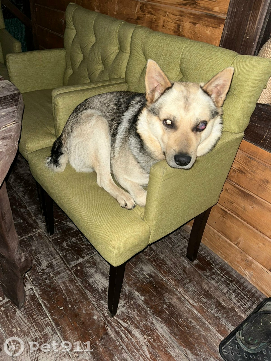 Пропала собака в Владимире — фото объявления