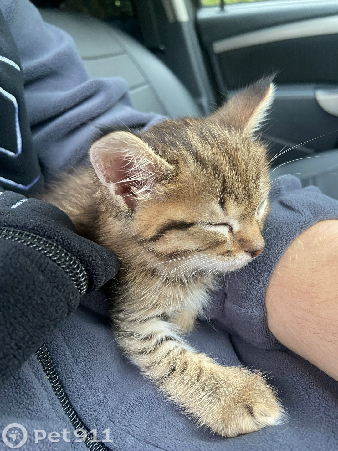 Найдена кошка в Владимире — фото объявления