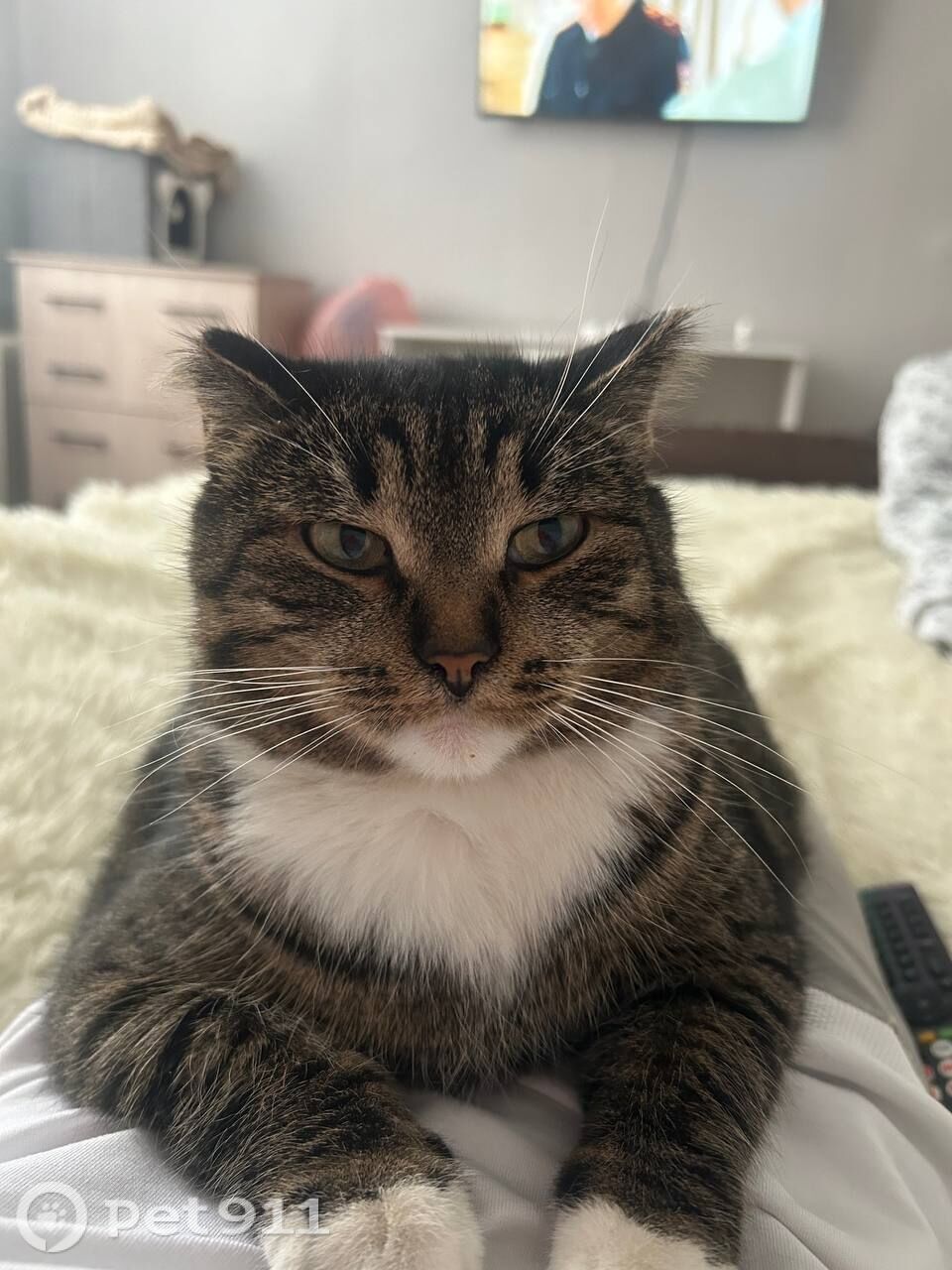 Пропала кошка в Владимире — фото объявления