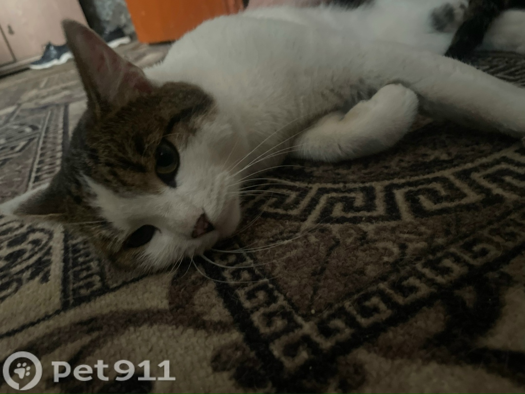 Найдена кошка в Владимире — фото объявления