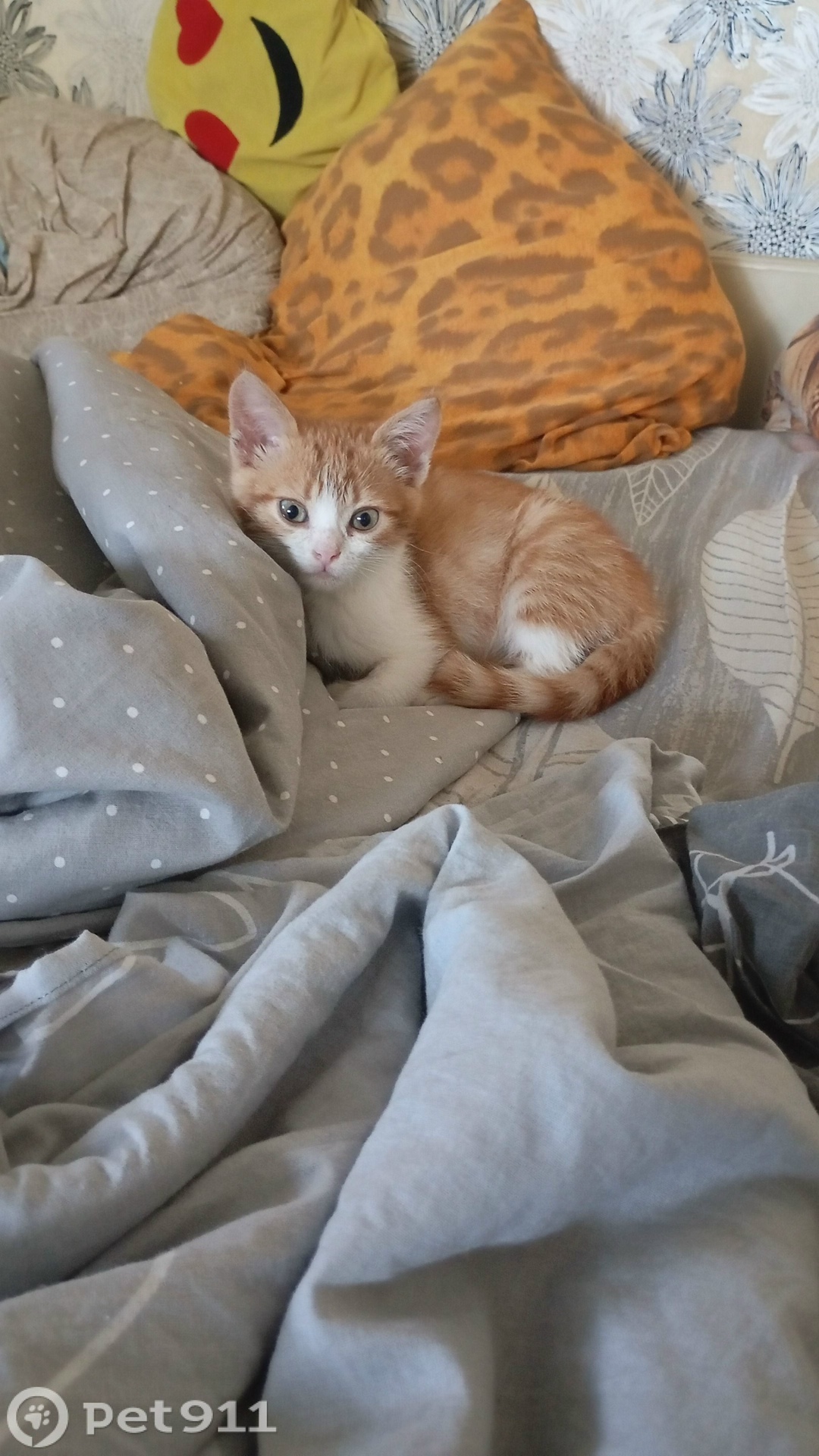 Пропала кошка в Владимире — фото объявления