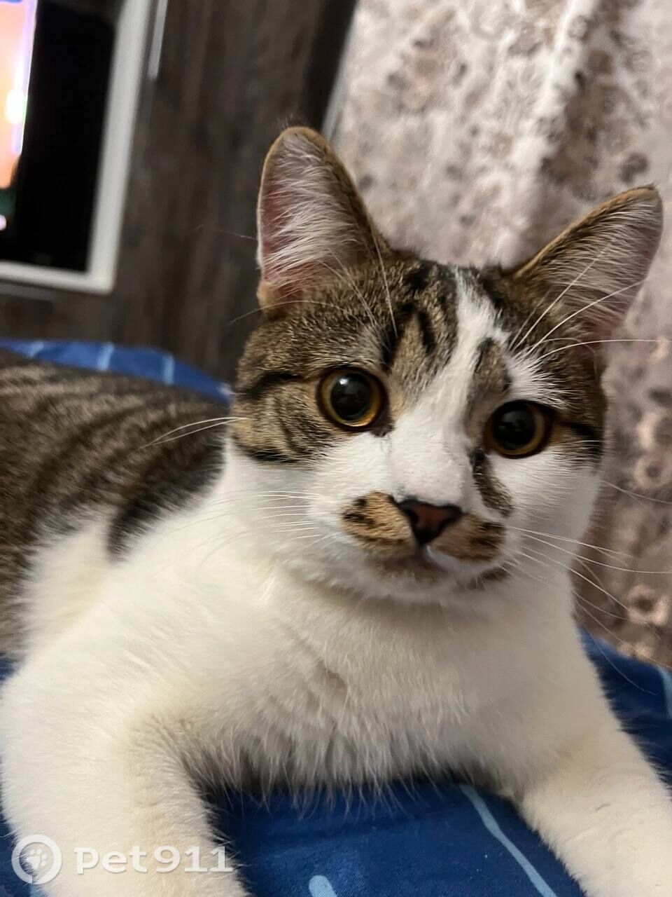 Пропала кошка в Владимире — фото объявления