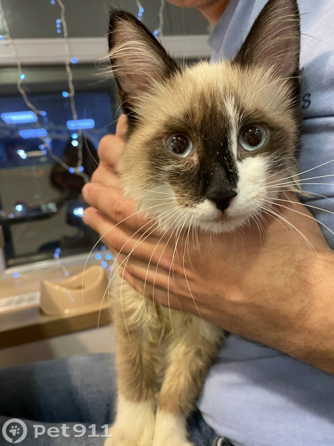 Найдена кошка в Владимире — фото объявления