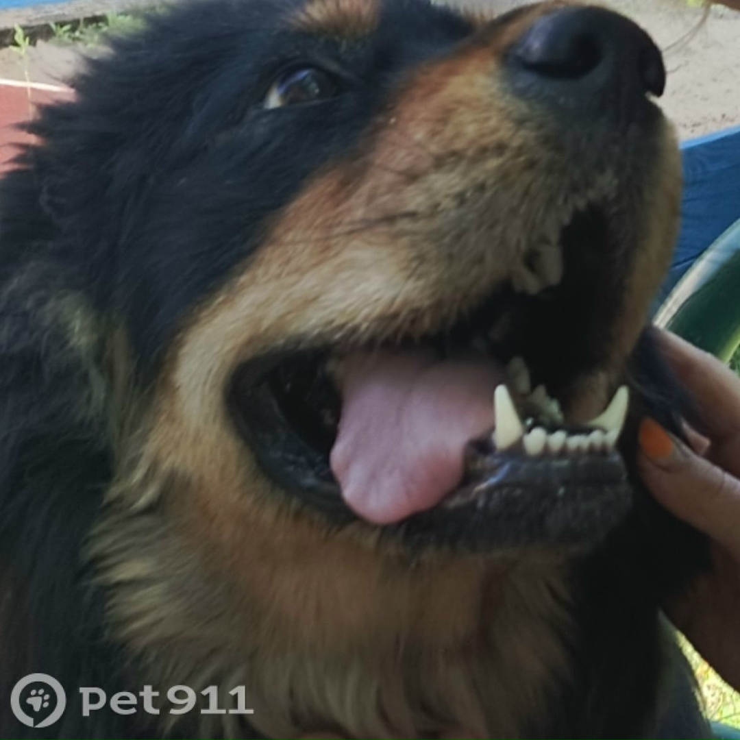 Пропала собака в Владимире — фото объявления