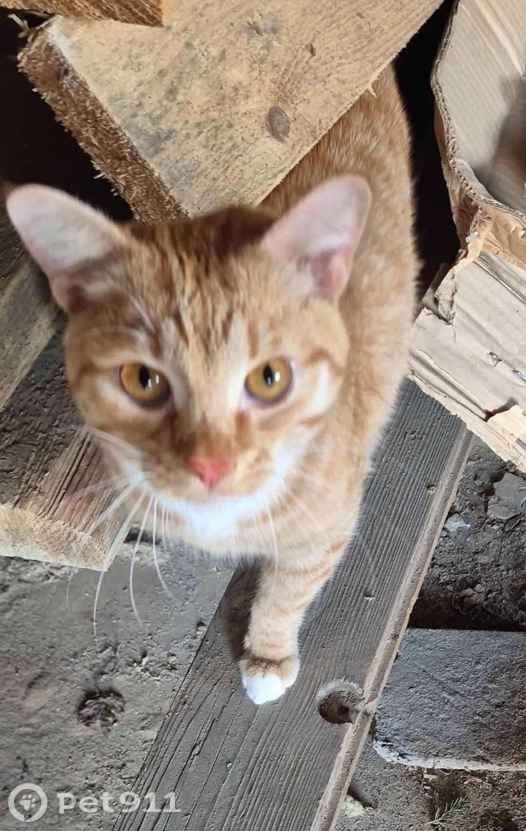 Найдена кошка в Владимире — фото объявления