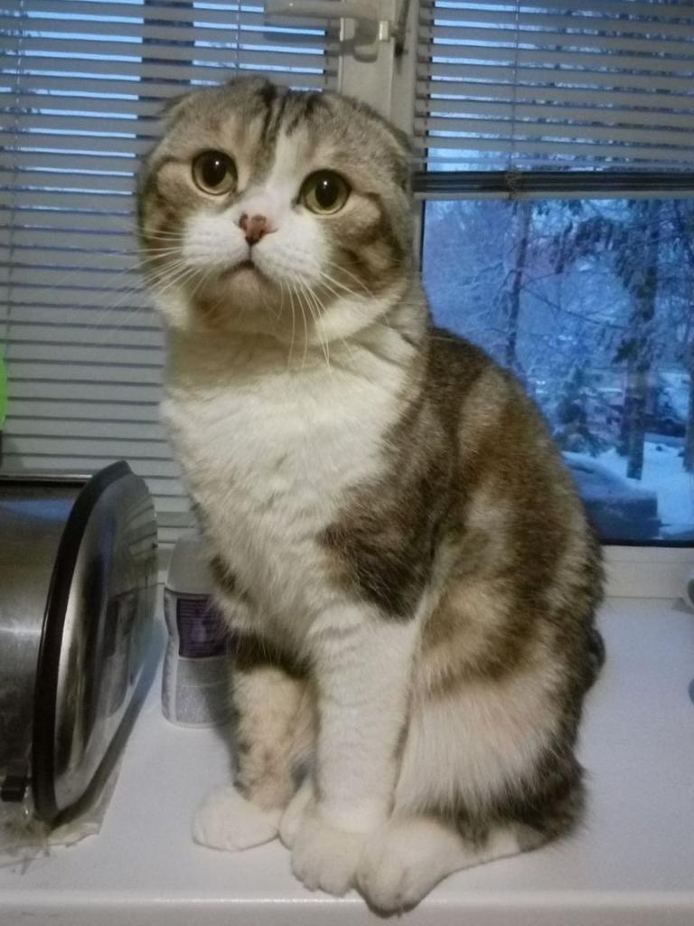 Пропала кошка в Владимире — фото объявления