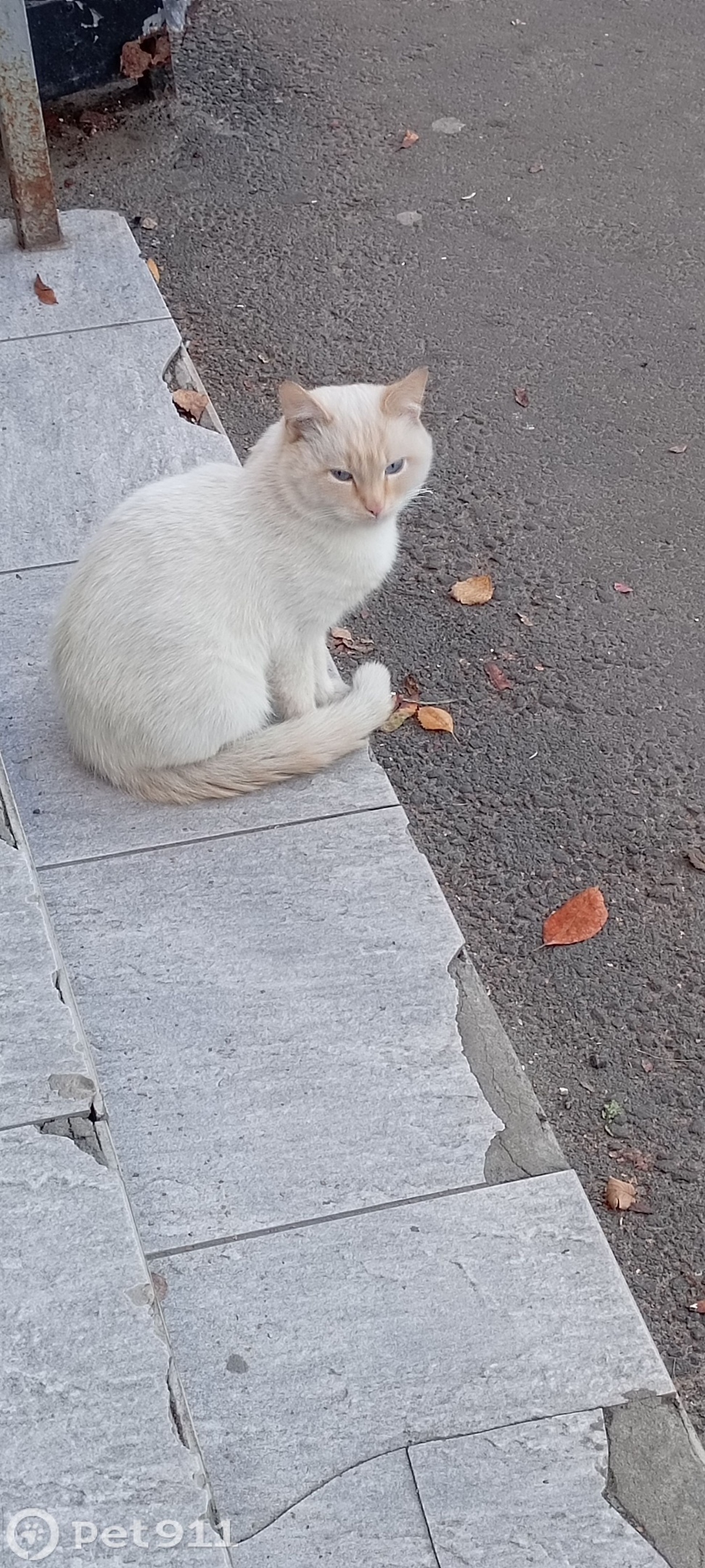 Найдена кошка в Владимире — фото объявления