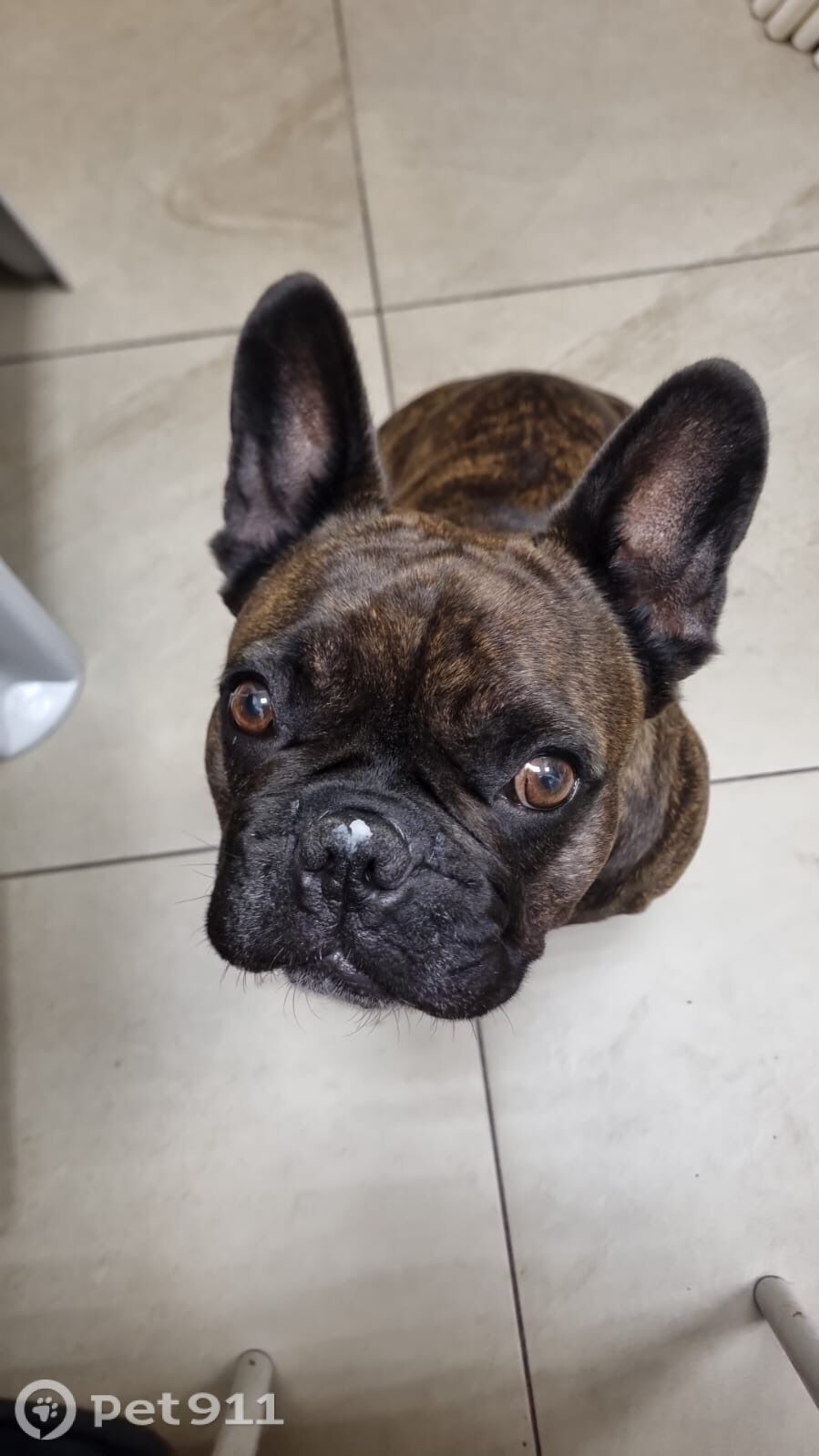 Пропала собака в Владимире — фото объявления