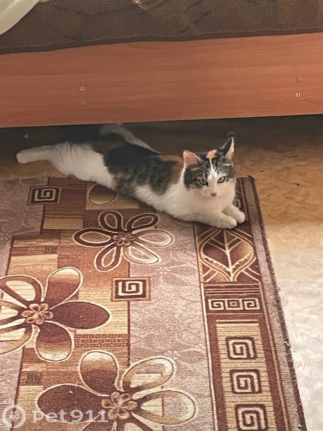 Пропала кошка в Владимире — фото объявления