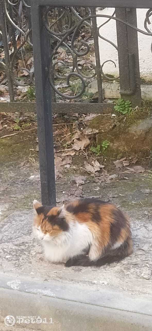 Пропала кошка в Владимире — фото объявления