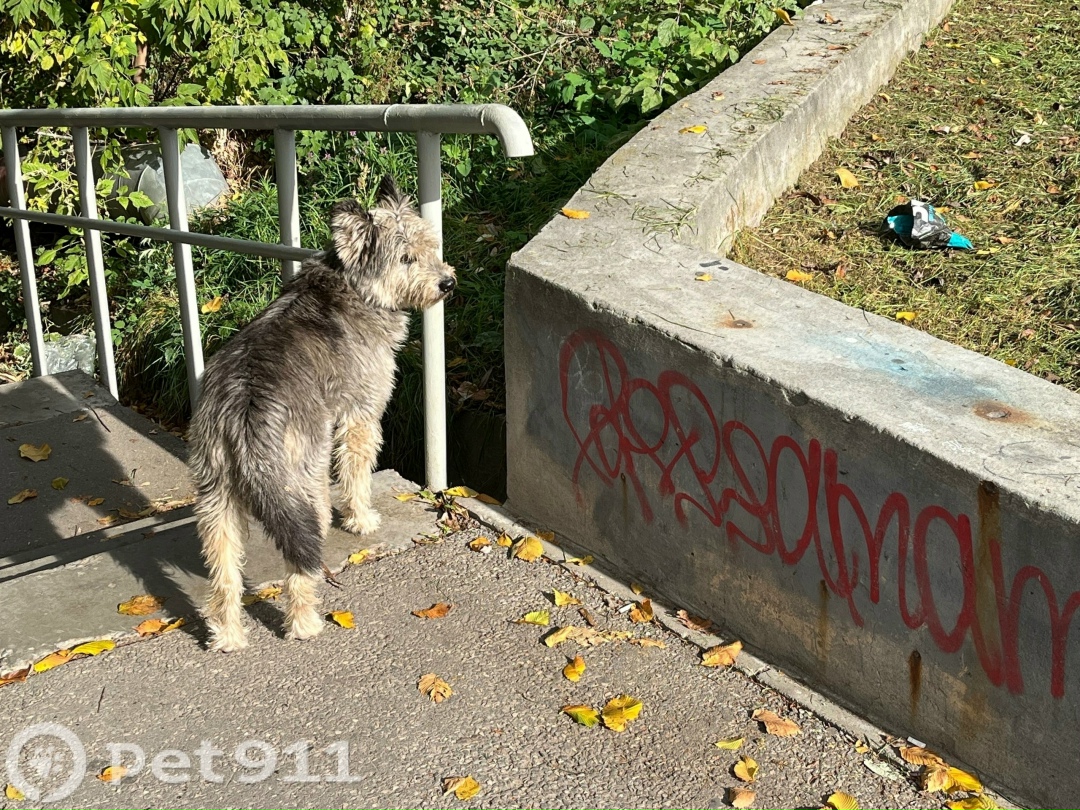 Найдена собака в Владимире — фото объявления