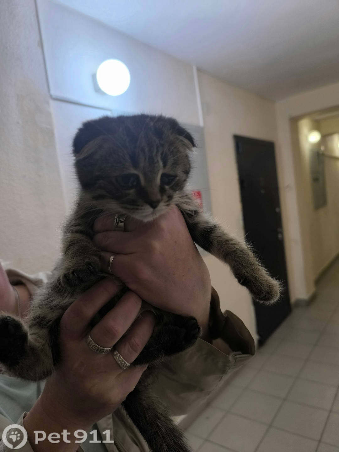 Найдена кошка в Владимире — фото объявления