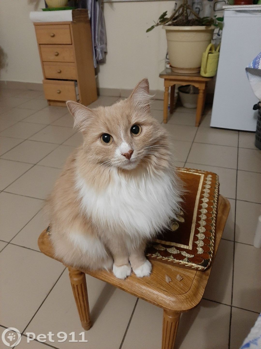 Найдена кошка в Владимире — фото объявления