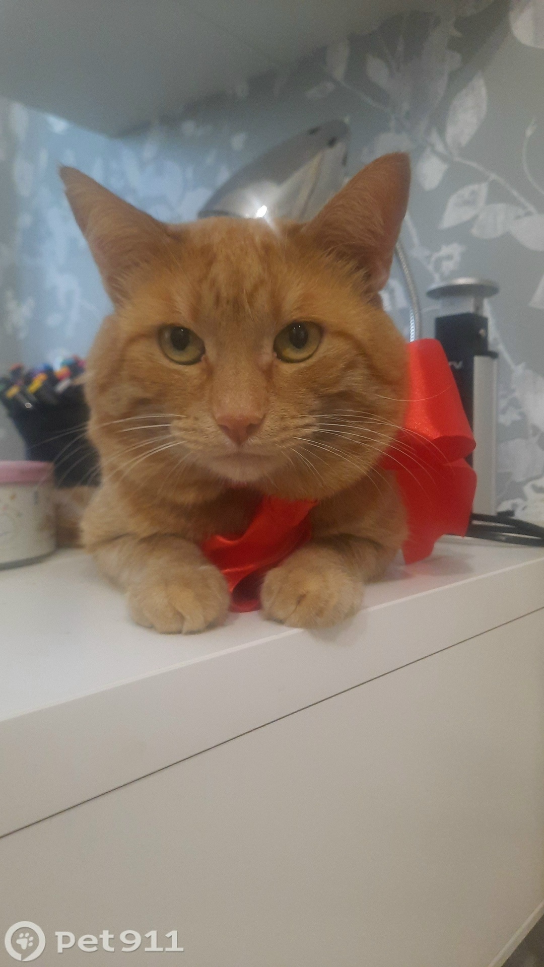 Пропала кошка в Владимире — фото объявления