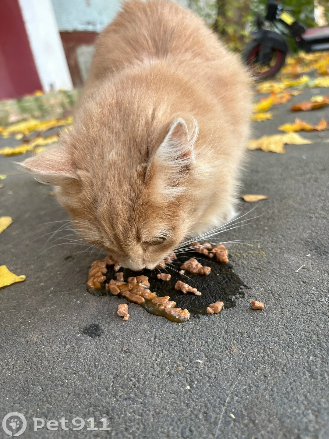 Найдена кошка в Владимире — фото объявления