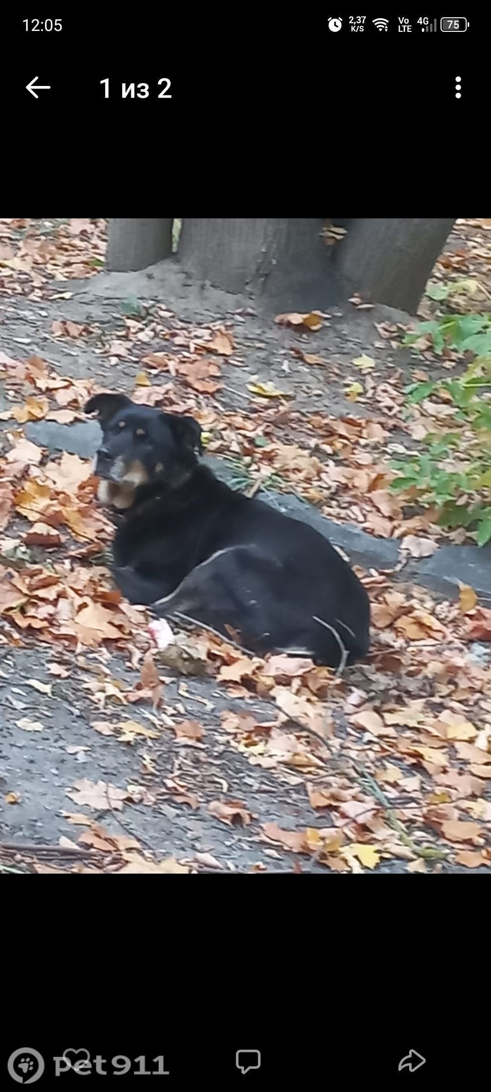 Пропала собака в Владимире — фото объявления