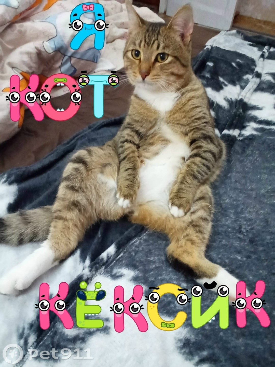 Пропала кошка в Владимире — фото объявления