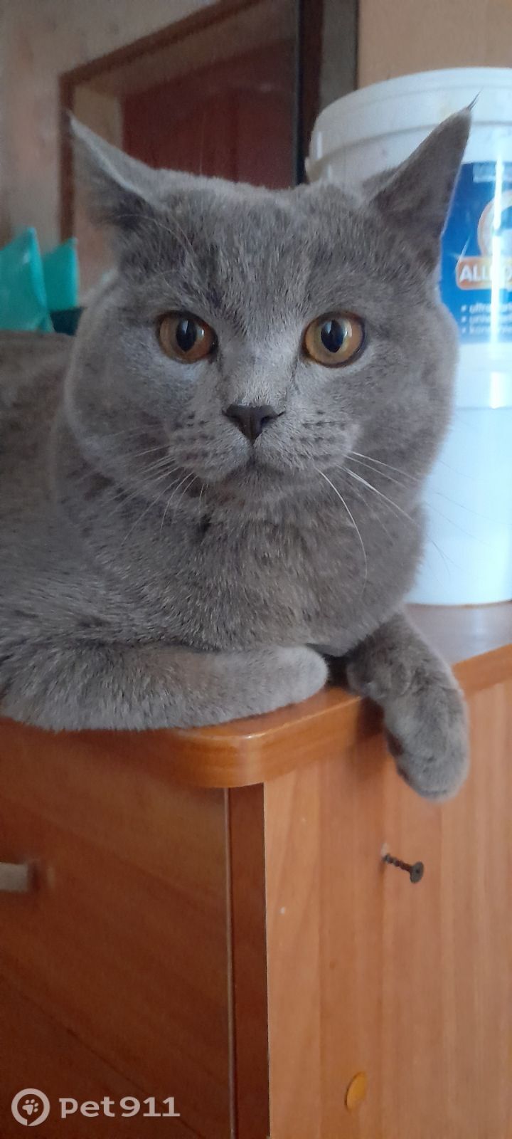 Найдена кошка в Владимире — фото объявления