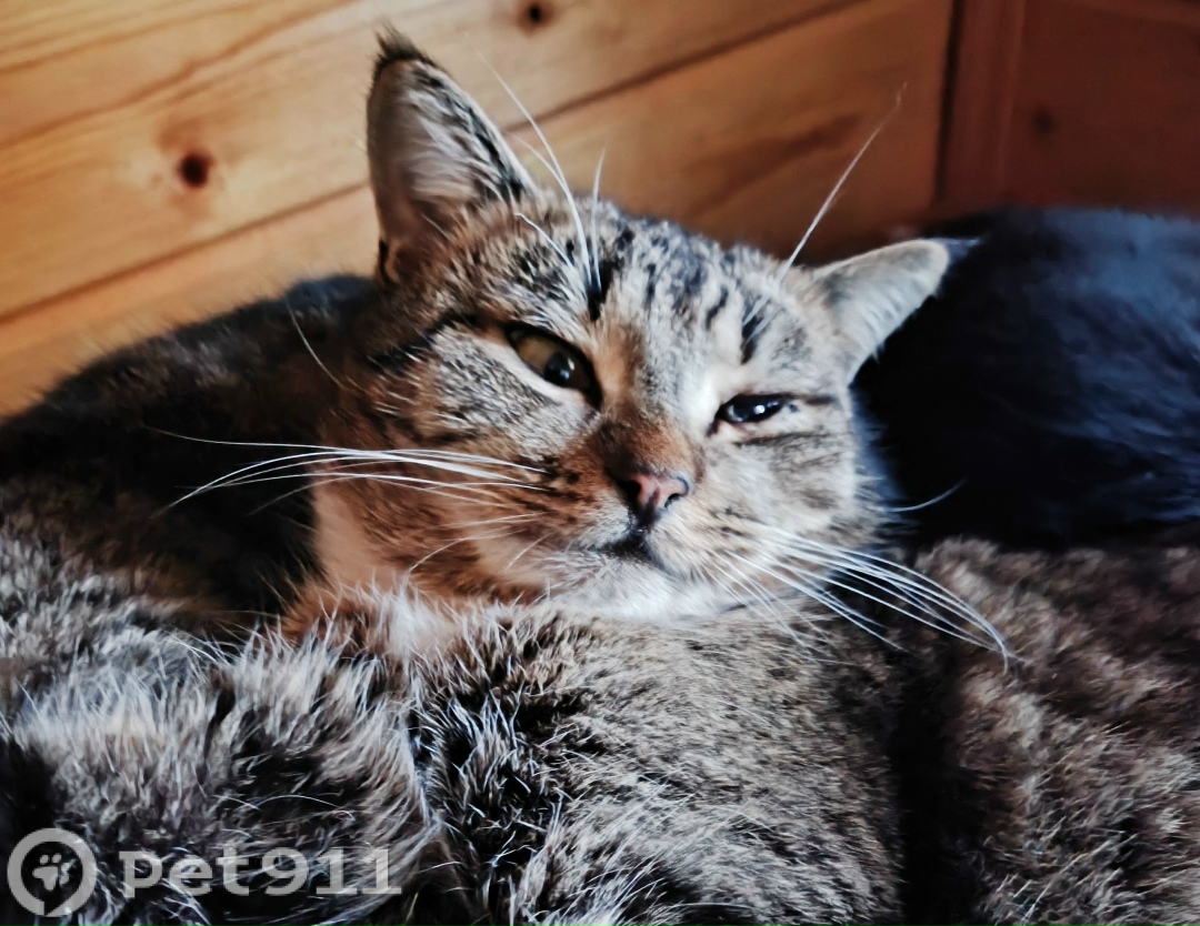 Пропала кошка в Владимире — фото объявления