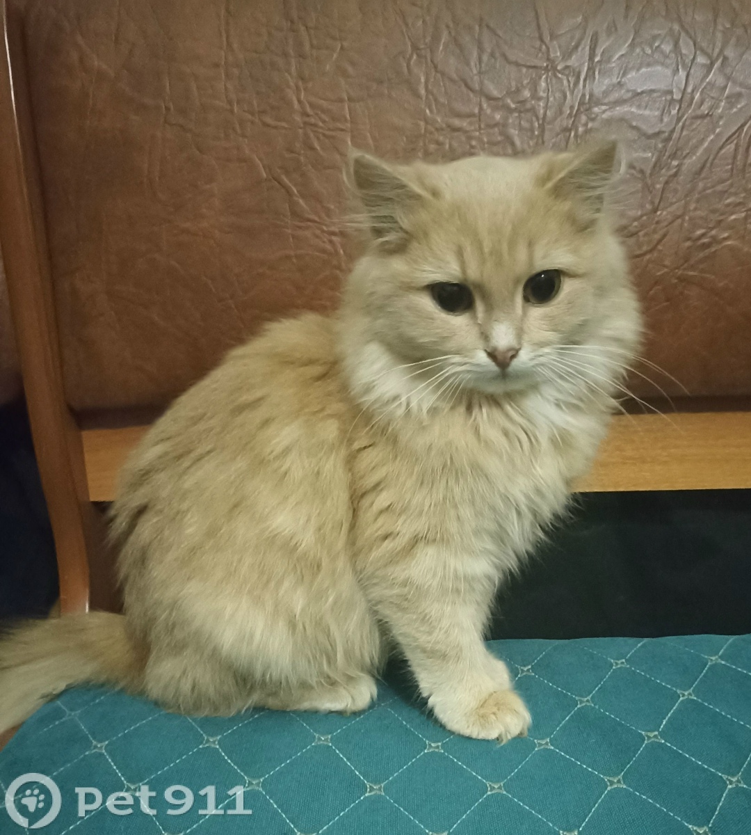 Найдена кошка в Владимире — фото объявления