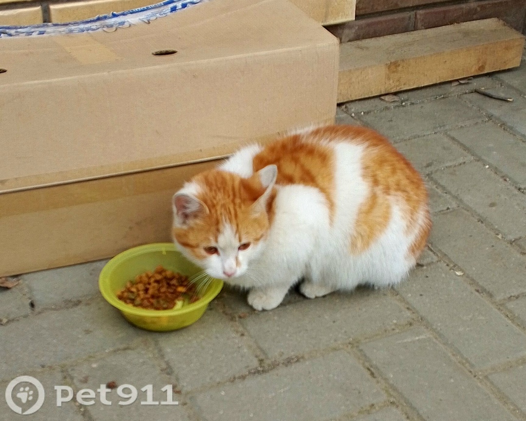 Пропала кошка в Владимире — фото объявления