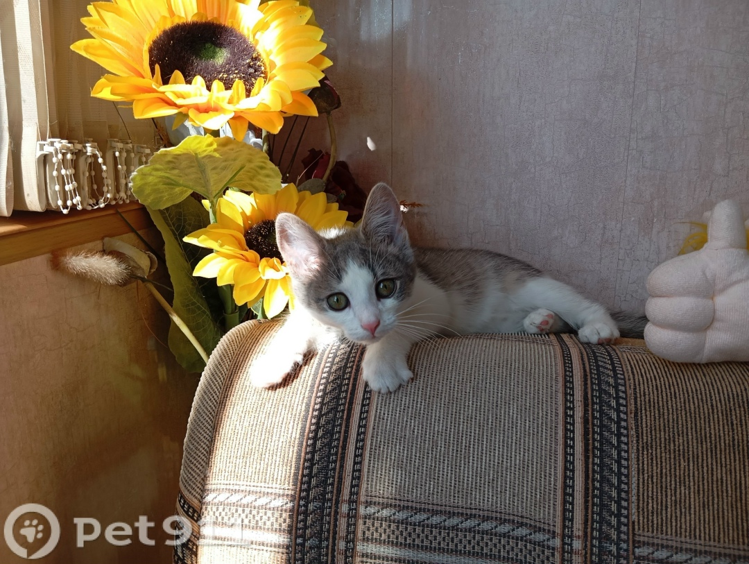 Пропала кошка в Владимире — фото объявления