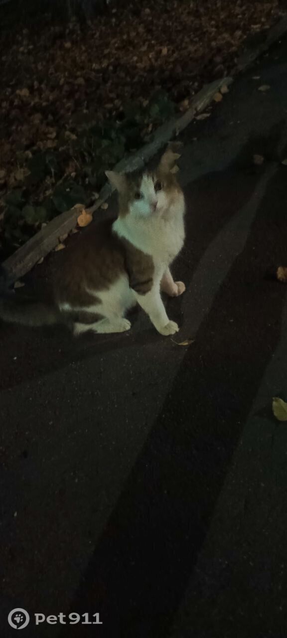 Найдена кошка в Владимире — фото объявления