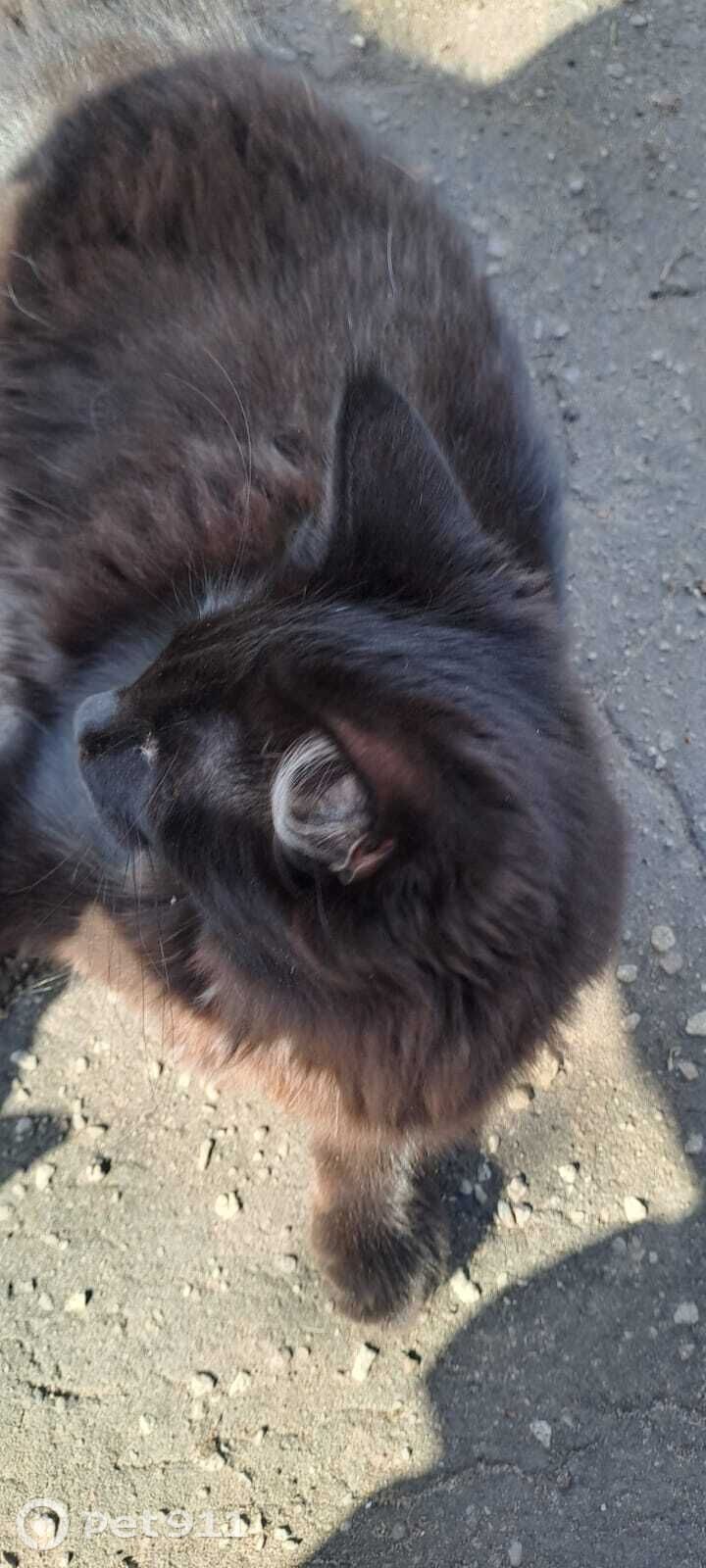 Пропала кошка в Владимире — фото объявления