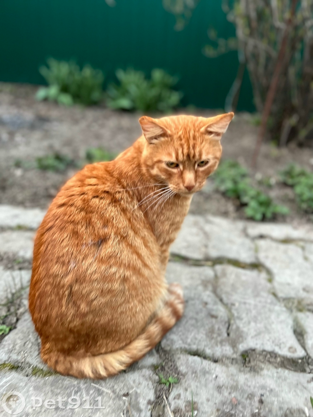 Пропала кошка в Владимире — фото объявления